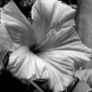 Hibiscus With An Infrared Effect Poster