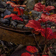 Highbush Cranberry Leaves Poster