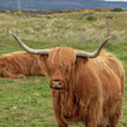 Highland Cow 1396 Poster