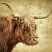 Highland Cow Paint Poster