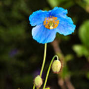 Himalayan Blue Poppy Poster