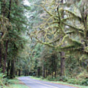 Hoh Rain Forest Road Poster