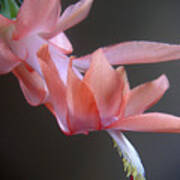 Holiday Cactus - Gliding Poster