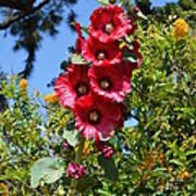 Hollyhocks Poster