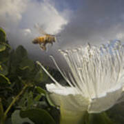 Honey Bee Apis Mellifera Approaching Poster