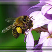 Honey Bee Poster