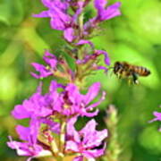 Honey Bee In Flight Poster