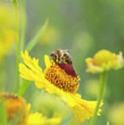 Honey Bee On Helenium Riverton Beauty Flower Poster