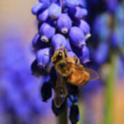 Honeybee In A Sea Of Blue Poster