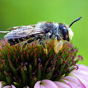 Honeybee In Coneflower Poster