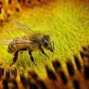 Honeybee On Sunflower Poster