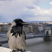 Hooded Crow Poster