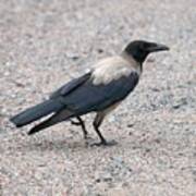 Hooded Crow Poster