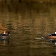 Hooded Mergansers Poster