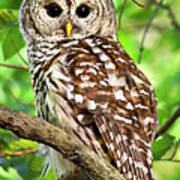 Hoot Owl Poster