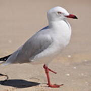 Hop-along Seagull Poster