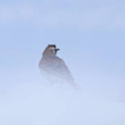 Horned Lark Poster