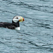 Horned Puffin, No. 1 Poster