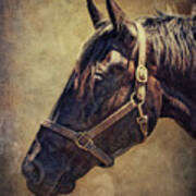 Horse 1 Poster