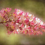 Horse Chestnut Branch Poster