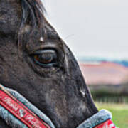 Horse Riding Horse Poster