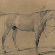 Horse Study Poster