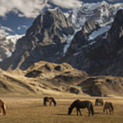 Horses Grazing Under Siula Grande Poster