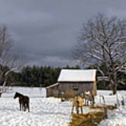 Horses In Snow Poster