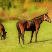Horses In The Pasture Poster