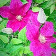 Hot Pink Clematis Poster