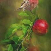 House Finch On Apple Branch 2 Poster