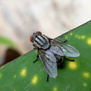 House Fly On Leaf Poster