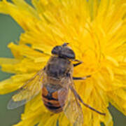 Hover Fly On Sow Thistle Poster
