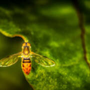 Hoverfly In Morning Light Poster