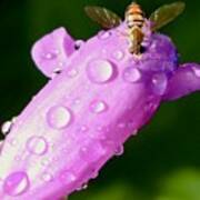 Hoverfly On Pink Flower Poster
