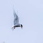 Hovering Arctic Tern Poster