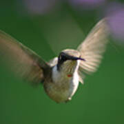 Hovering Hummingbird Poster