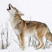 Howling Coyote Photograph by Athena Mckinzie - Fine Art America