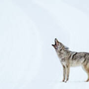 Howling Coyote - Yellowstone Poster