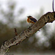 Huddled Bluebird Poster