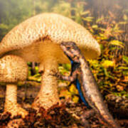 Hugo Under The Toadstool Poster