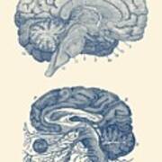 Human Brain - Central Nervous System - Vintage Anatomy Print Poster