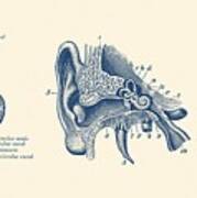 Human Ear Anatomy Diagram - Vintage Print Poster