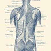 Human Muscular System - Back And Glutes Poster