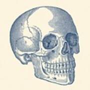 Human Skull Diagram - Vintage Anatomy Print Poster