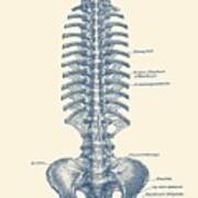 Human Spine And Pelvis - Simple Diagram - Vintage Anatomy Poster