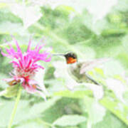 Humming Bird And Bee Balm Poster