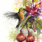 Hummingbird And Fuchsia Poster