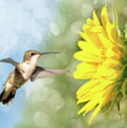 Hummingbird And Sunflower Poster