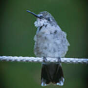 Hummingbird At Rest Poster